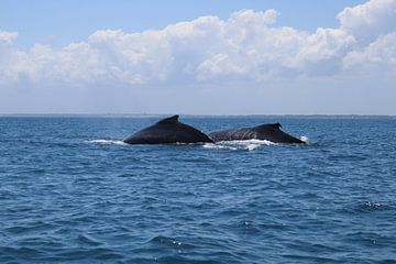 Baleines à bosse d'Afrique du Sud sur Ramon Beekelaar