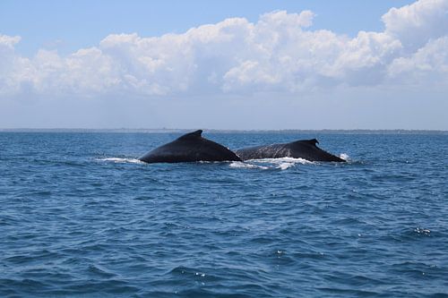 Baleines à bosse d'Afrique du Sud
