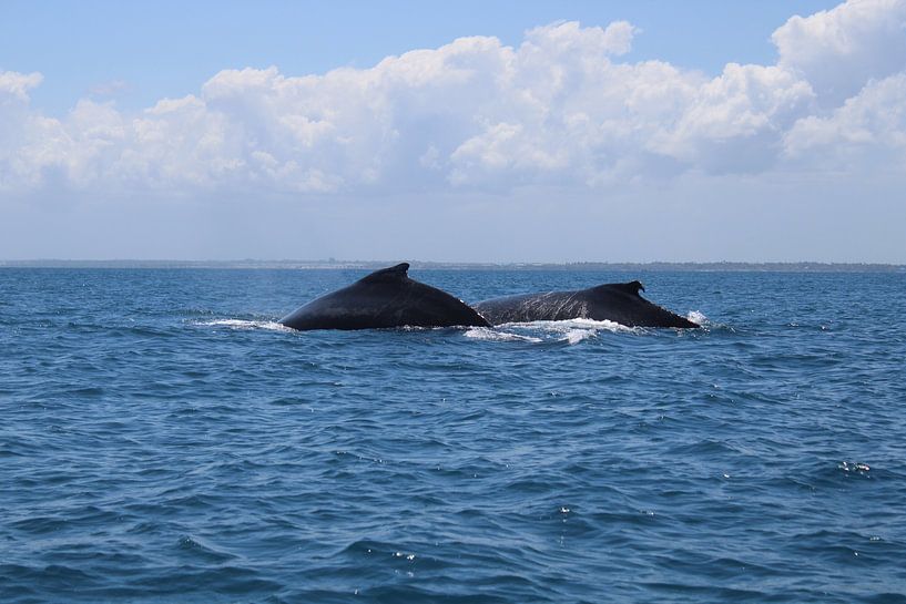Baleines à bosse d'Afrique du Sud par Ramon Beekelaar