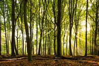 Een zonnige herfstdag in het bos