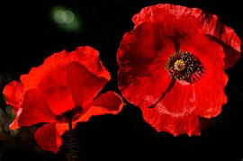 2 Coquelicots rouges