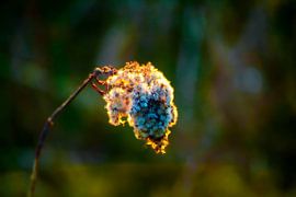 Macro by Ramunas Batovas