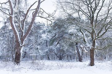 De Strubben-Kniphorstbosch - Schipborg - Drenthe (Pays-Bas)