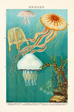 Antique colour lithograph with Jellyfish by Studio Wunderkammer