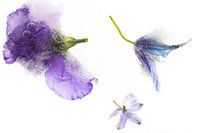 Blumen im Eis | Blumenfotografie