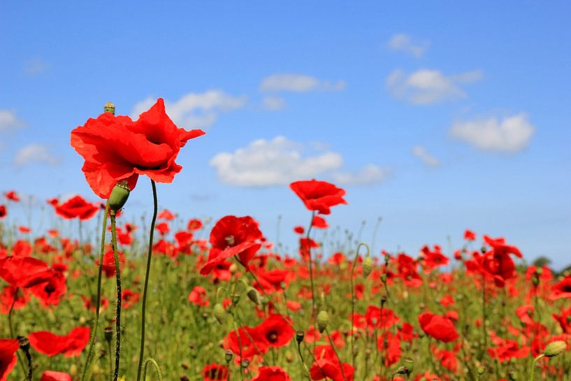 Feuerrot von Ostsee Bilder