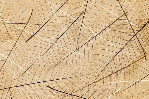 De schoonheid van skelet  bladeren in abstracte vorm.