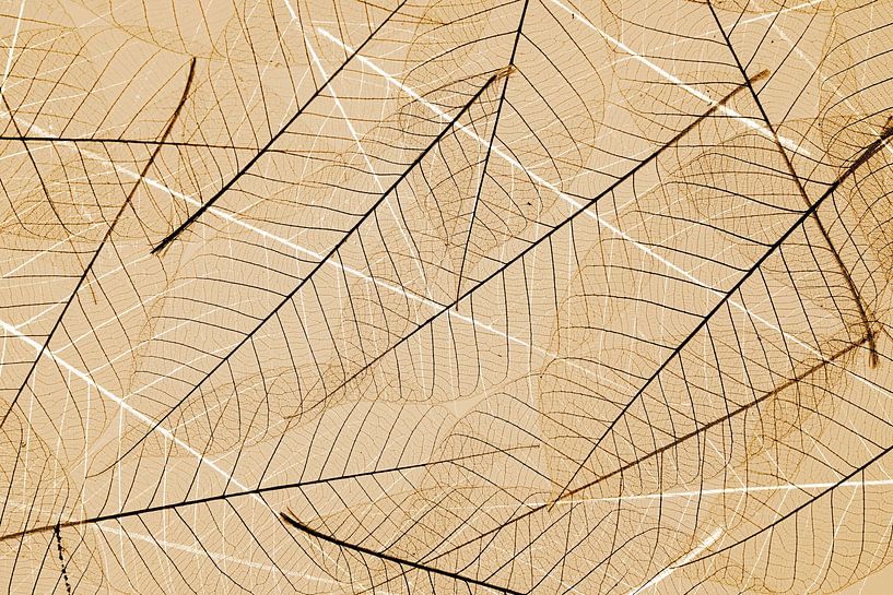 De schoonheid van skelet  bladeren in abstracte vorm. van Saskia Dingemans Awarded Photographer