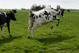 Cow dance, happy jumping cow in spring by Frans Rombout
