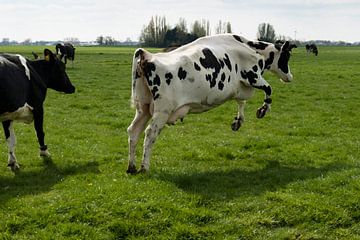 Koeiendans, blij springende koe in het voorjaar  van Frans Rombout