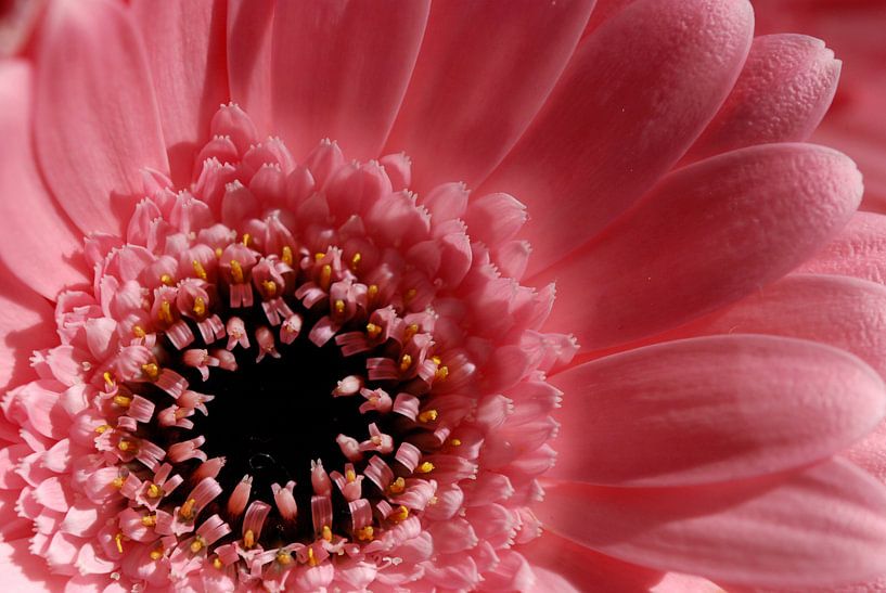 Gerbera by José van Hell