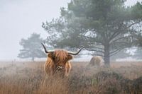 Highlander écossais