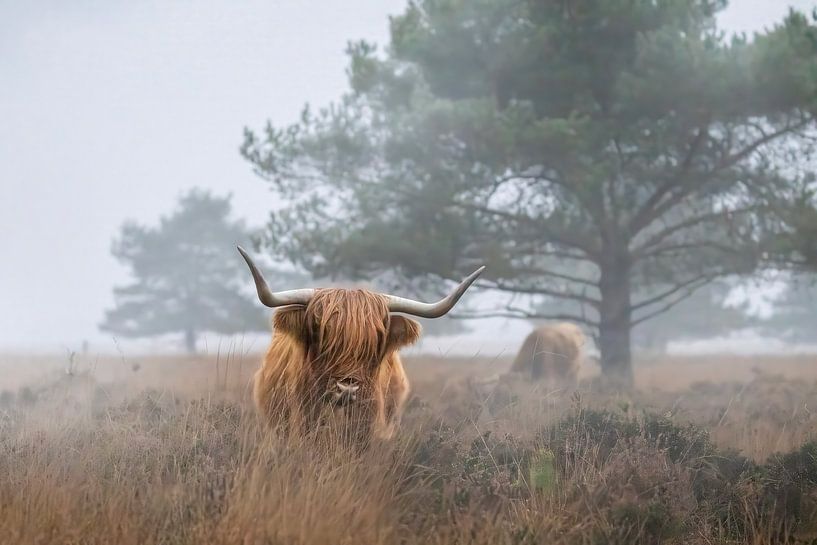 Highlander écossais par Marieke Deinum