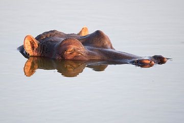 Nijlpaard van Willem Vernes