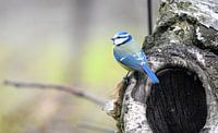 Mésange bleue à Heeze