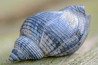 Delfts Blauw 