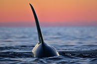 Orcas and Norway; the perfect combination by Koen Hoekemeijer thumbnail