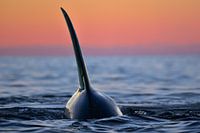 Orcas und Norwegen; die perfekte Kombination