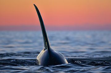 Orcas and Norway; the perfect combination by Koen Hoekemeijer