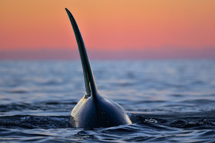 Orcas and Norway; the perfect combination by Koen Hoekemeijer