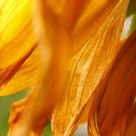 Tournesol 2021