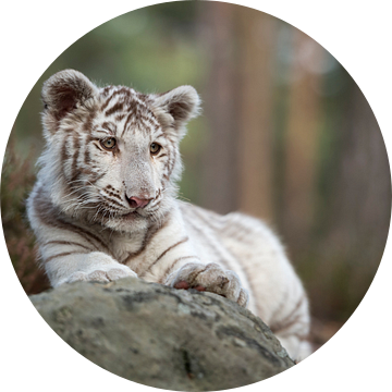 Bengal Tiger ( Panthera tigris ), young cub, white leucistic morph, lying on rocks, resting, watchin van wunderbare Erde