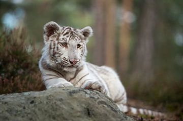 Königstiger ( Panthera tigris ), weißer Tiger, Jungkatze liegt, ruht in schöner Umgebung auf einem F von wunderbare Erde