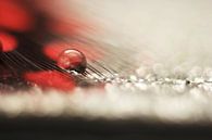 Magic red droplet von Kvinne Fotografie Miniaturansicht