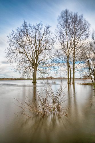 Trees and bush in the water
