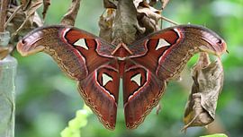 Atlasspinner von Matthias Brix