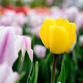 Eine gelbe Tulpe zwischen den rosa-weißen Tulpen von Gerard de Zwaan