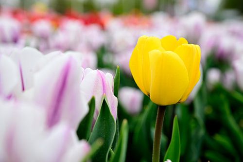 Een gele tulp tussen de roze/witte tulpen