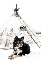 Hund in Sibirien