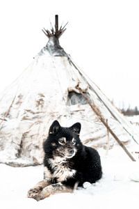 Hond in Siberië van Milene van Arendonk