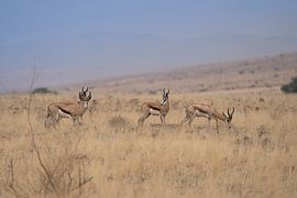 Afrikanischer Springbock im Gras Namibias von Patrick Groß