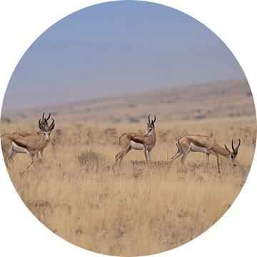 Afrikaanse springbok in het gras van Namibië van Patrick Groß