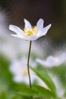 Wood anemone