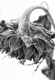 Graceful sunflower, close-up, black and white photo by Iris Koopmans