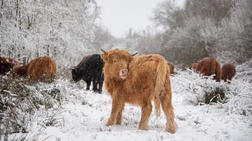 Scottish Highland cattle the other way round...