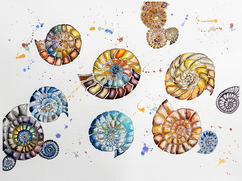 Ammonites - Aquarelle par Brigitte van Krimpen