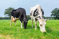 Twee koeien grazen in groene hollandse wei van Ben Schonewille thumbnail