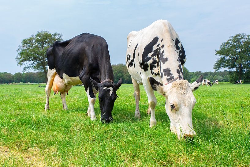 Twee koeien grazen in groene hollandse wei van Ben Schonewille