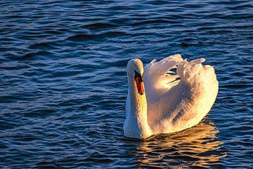 Where the light kisses the feathers by Photoart-Naegele