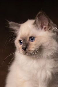 Portrait Kätzchen