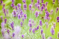 Bee in lavender by Shoots by Laura thumbnail