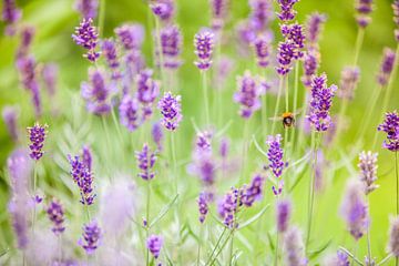 Bee in lavender by Shoots by Laura