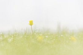 Buttercup in the morning dew by Karin Bijpost