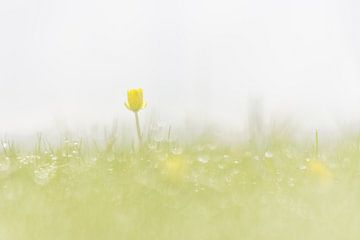 Buttercup in the morning dew by Karin Bijpost