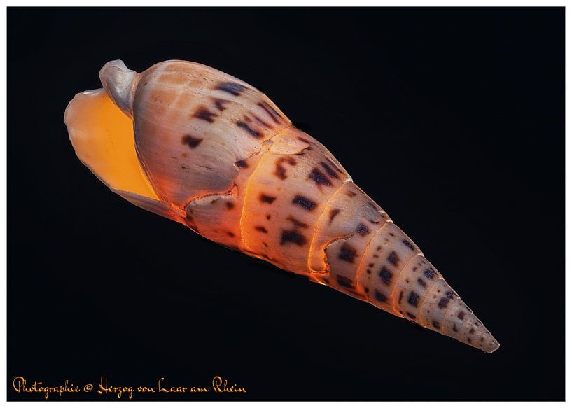 Escargot par Wilfried Voßen