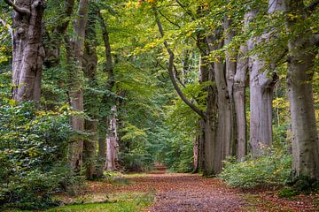Herfst in het bos van Beetsterzwaag van Goffe Jensma